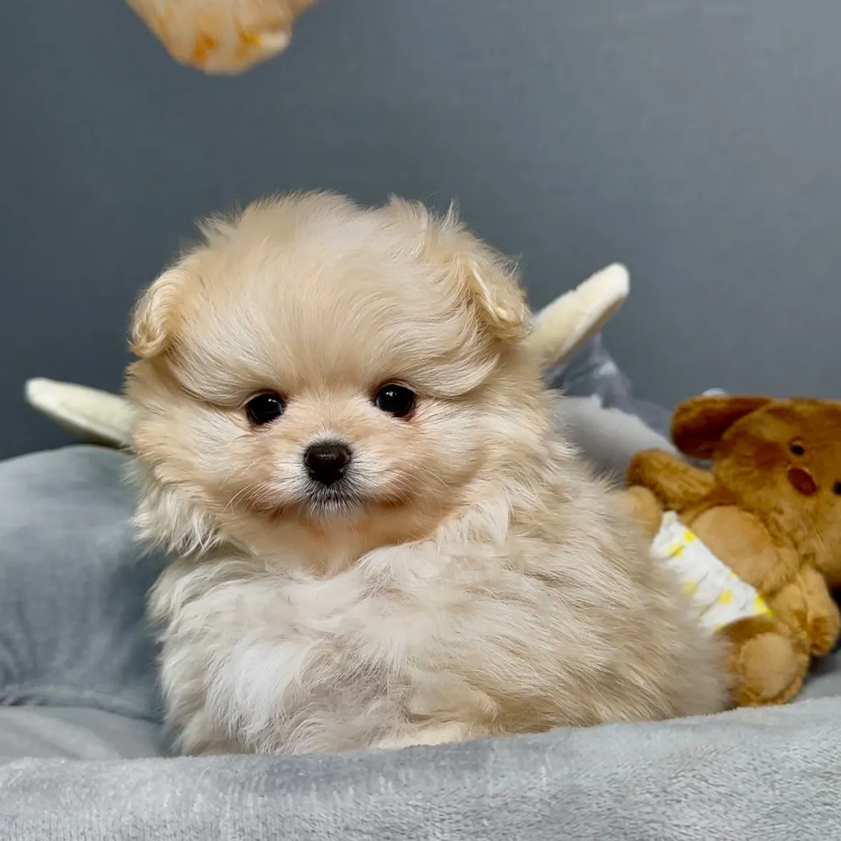 ポメラニアン×トイプードル