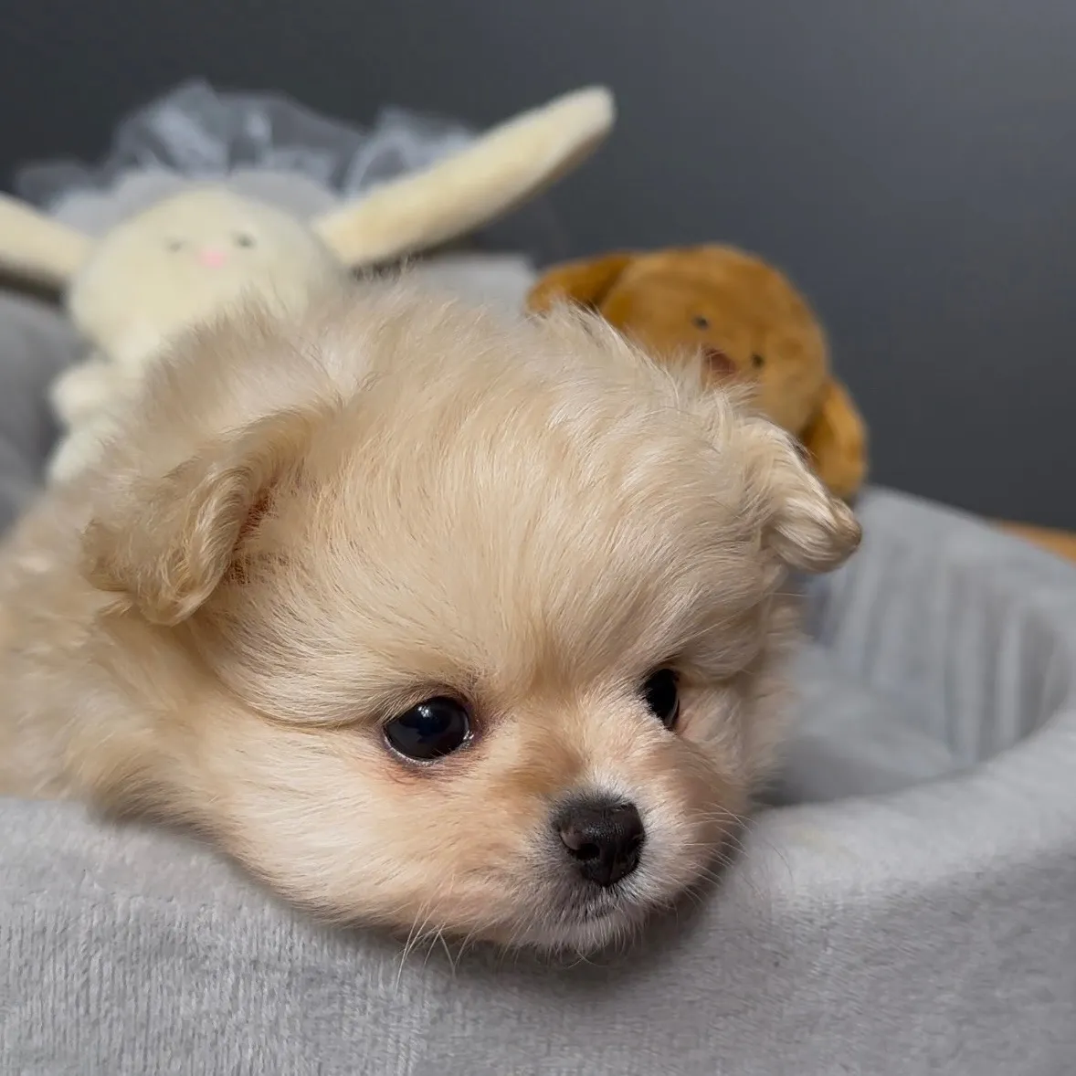 ポメラニアン×トイプードル