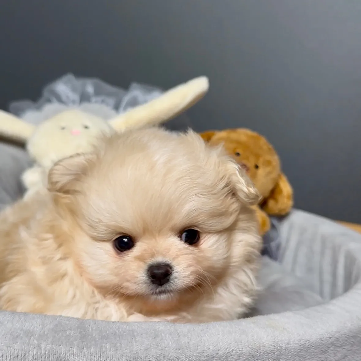 ポメラニアン×トイプードル