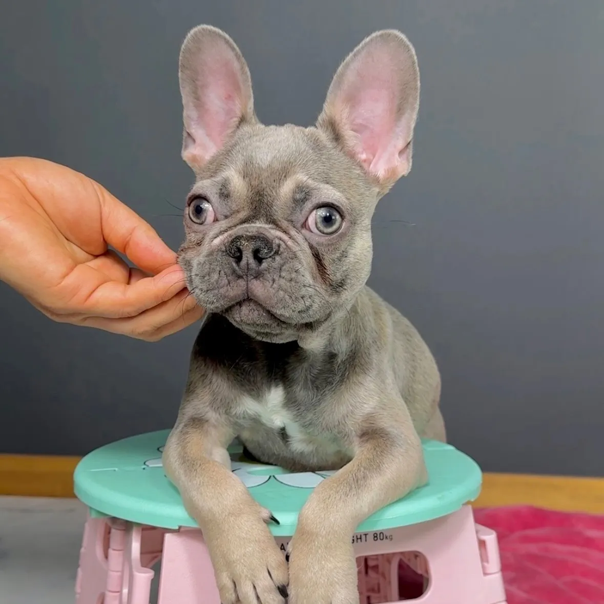 フレンチブルドッグ