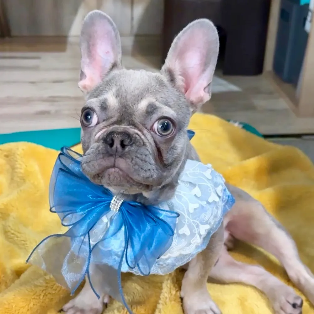 フレンチブルドッグ