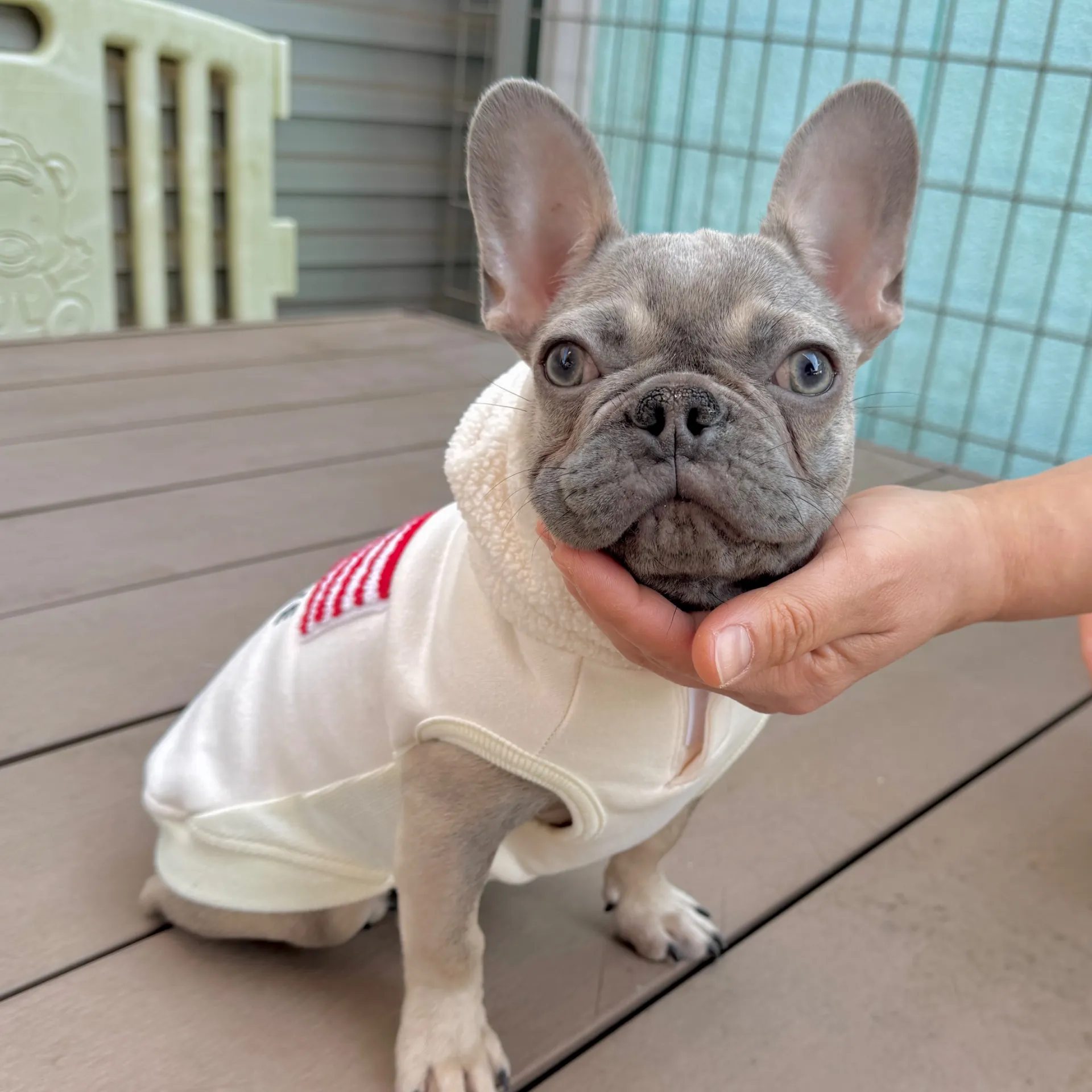 フレンチブルドッグ