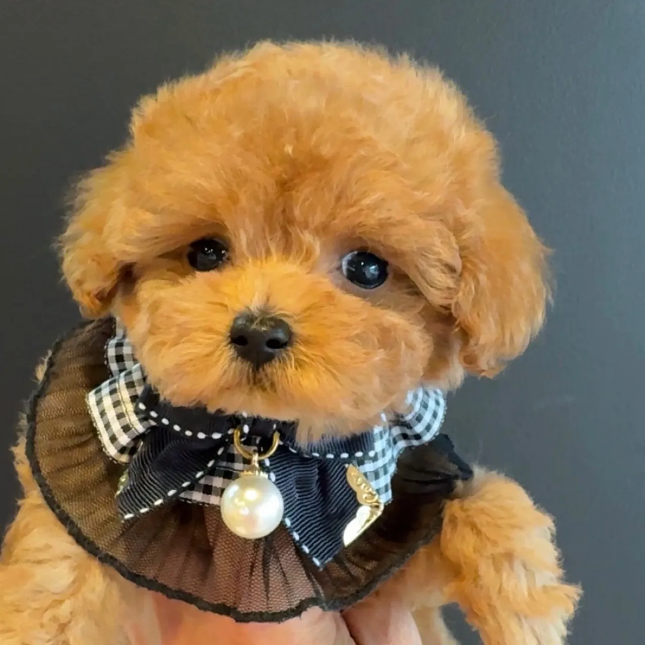 トイプードル（タイニーサイズ）