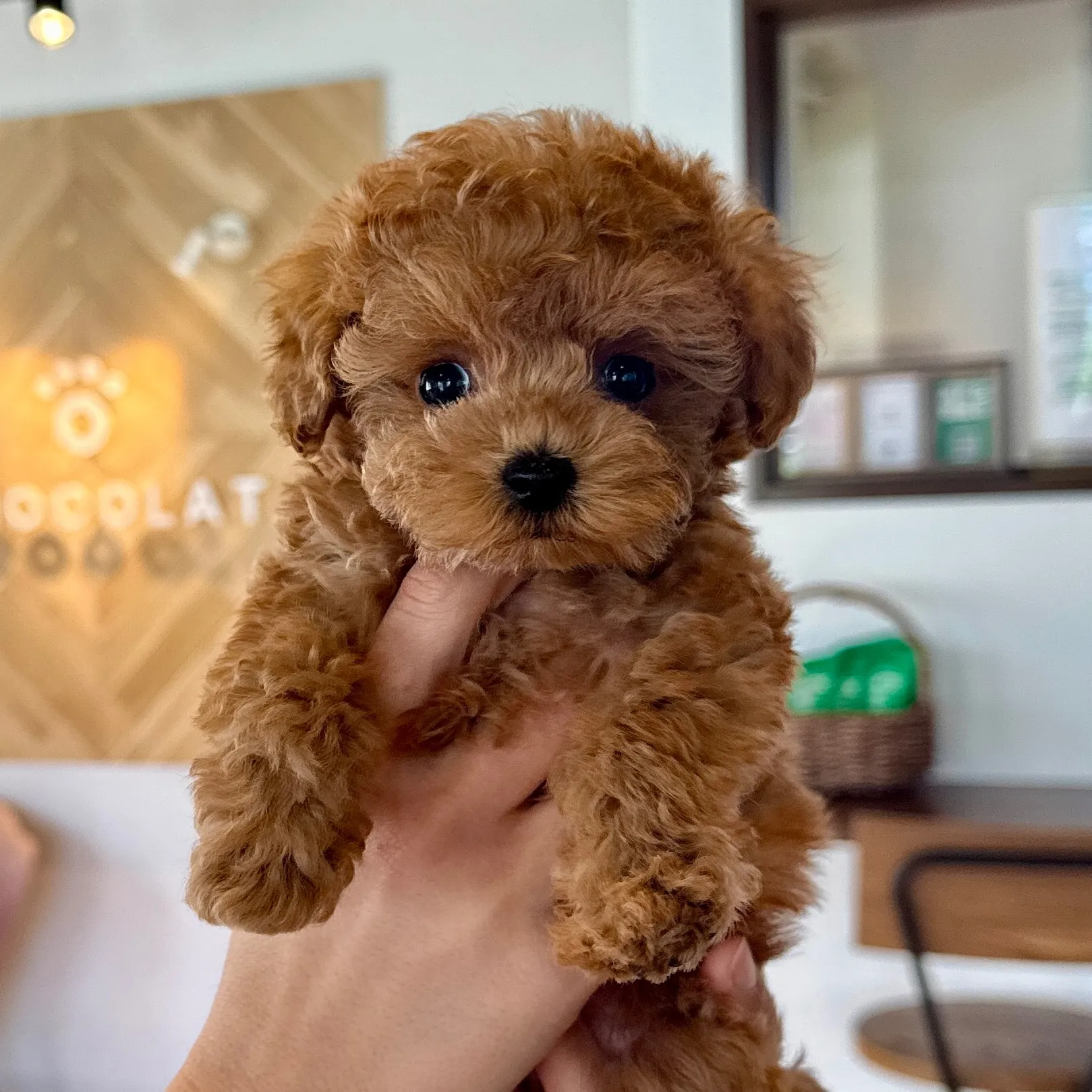 トイプードル（タイニーサイズ）