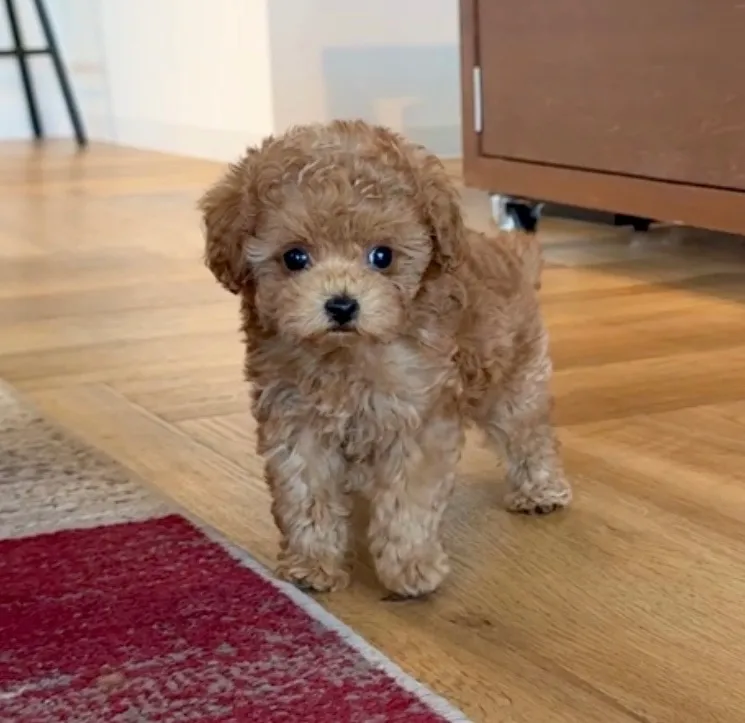 トイプードル（タイニーサイズ）