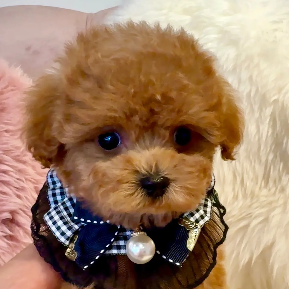 トイプードル（タイニーサイズ）