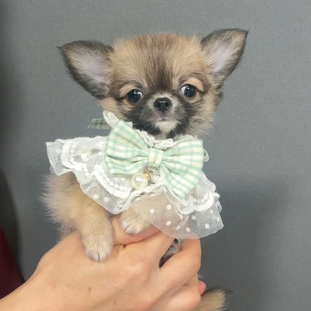 ロングコートチワワ