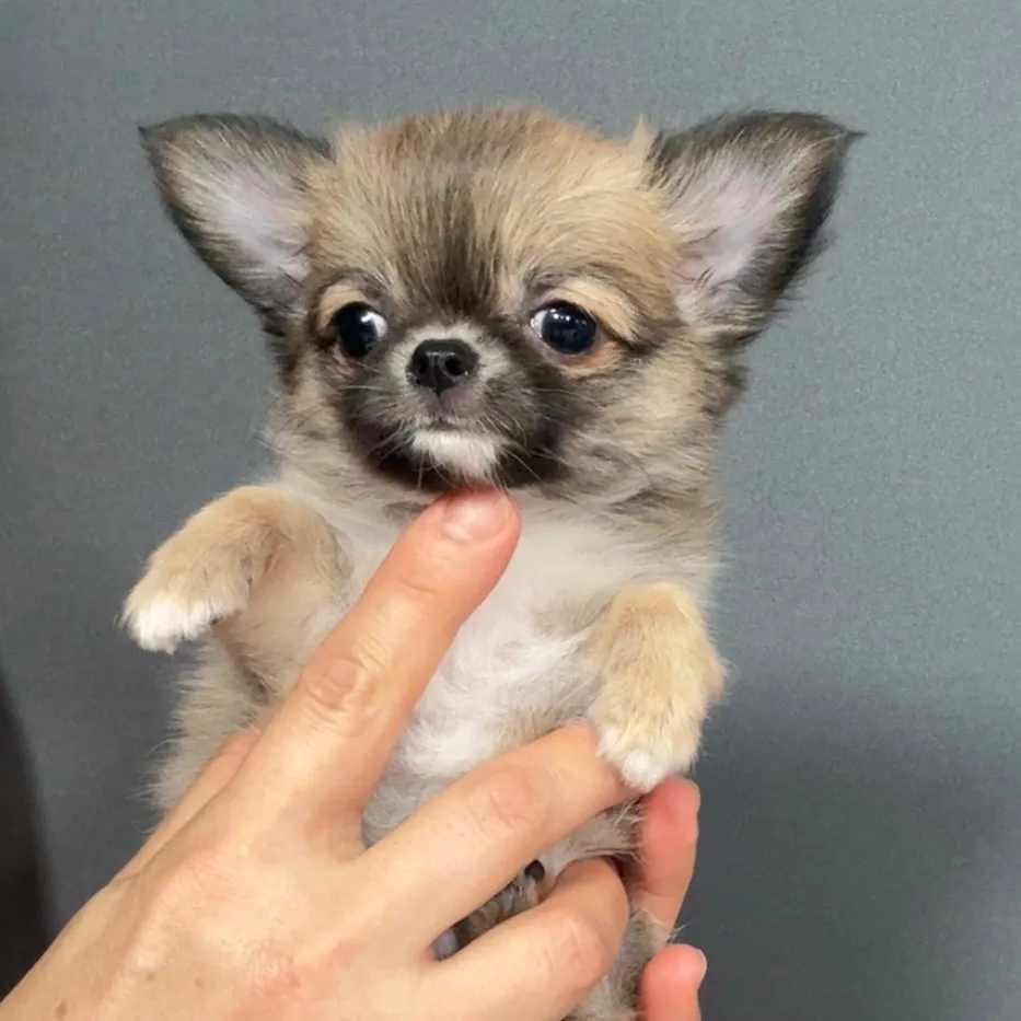 ロングコートチワワ