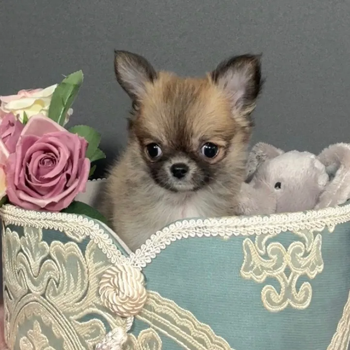 ロングコートチワワ