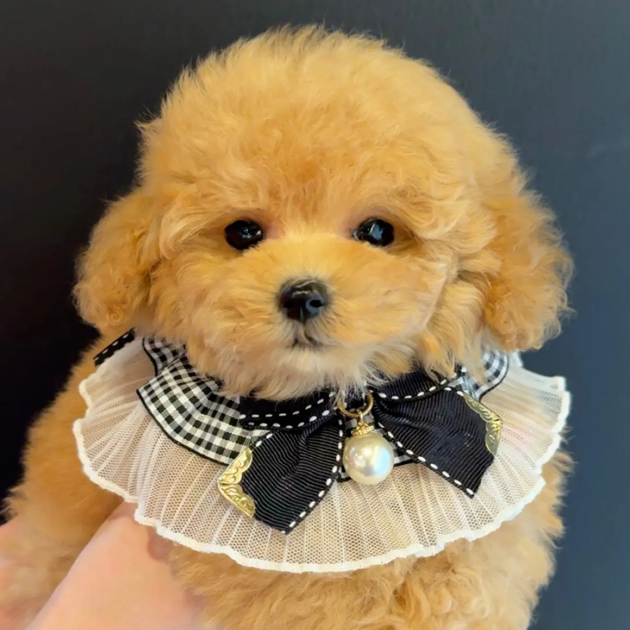 トイプードル（タイニーサイズ）