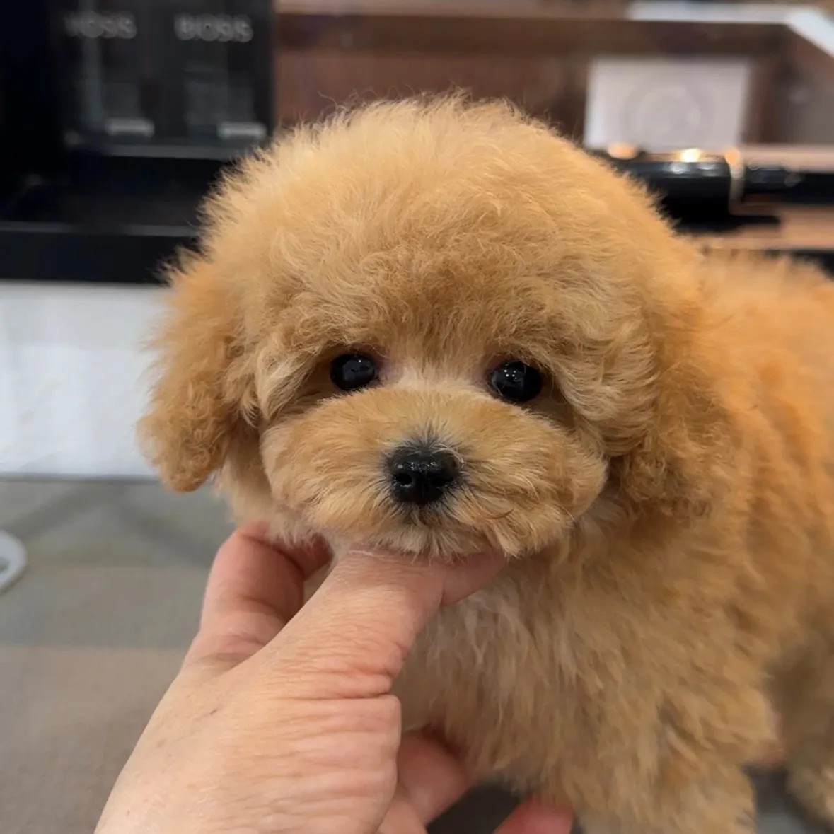 トイプードル（タイニーサイズ）