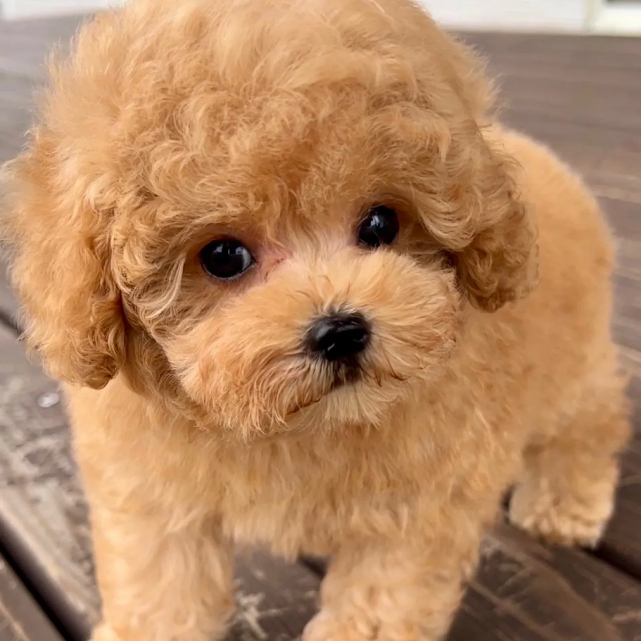 トイプードル（タイニーサイズ）