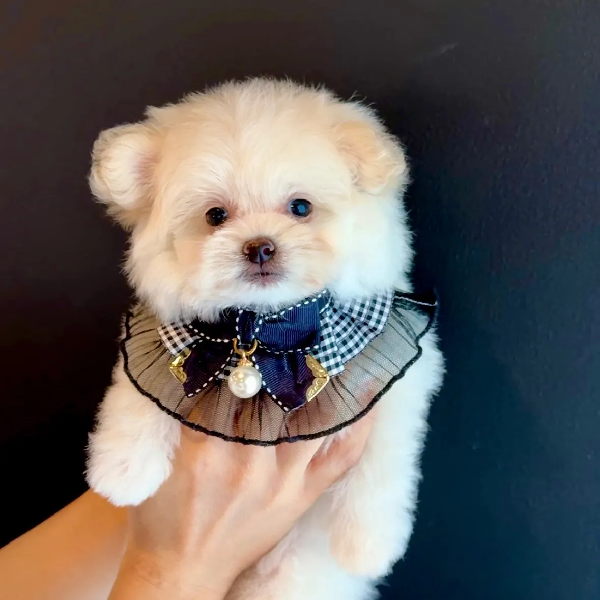 ポメラニアン×トイプードル