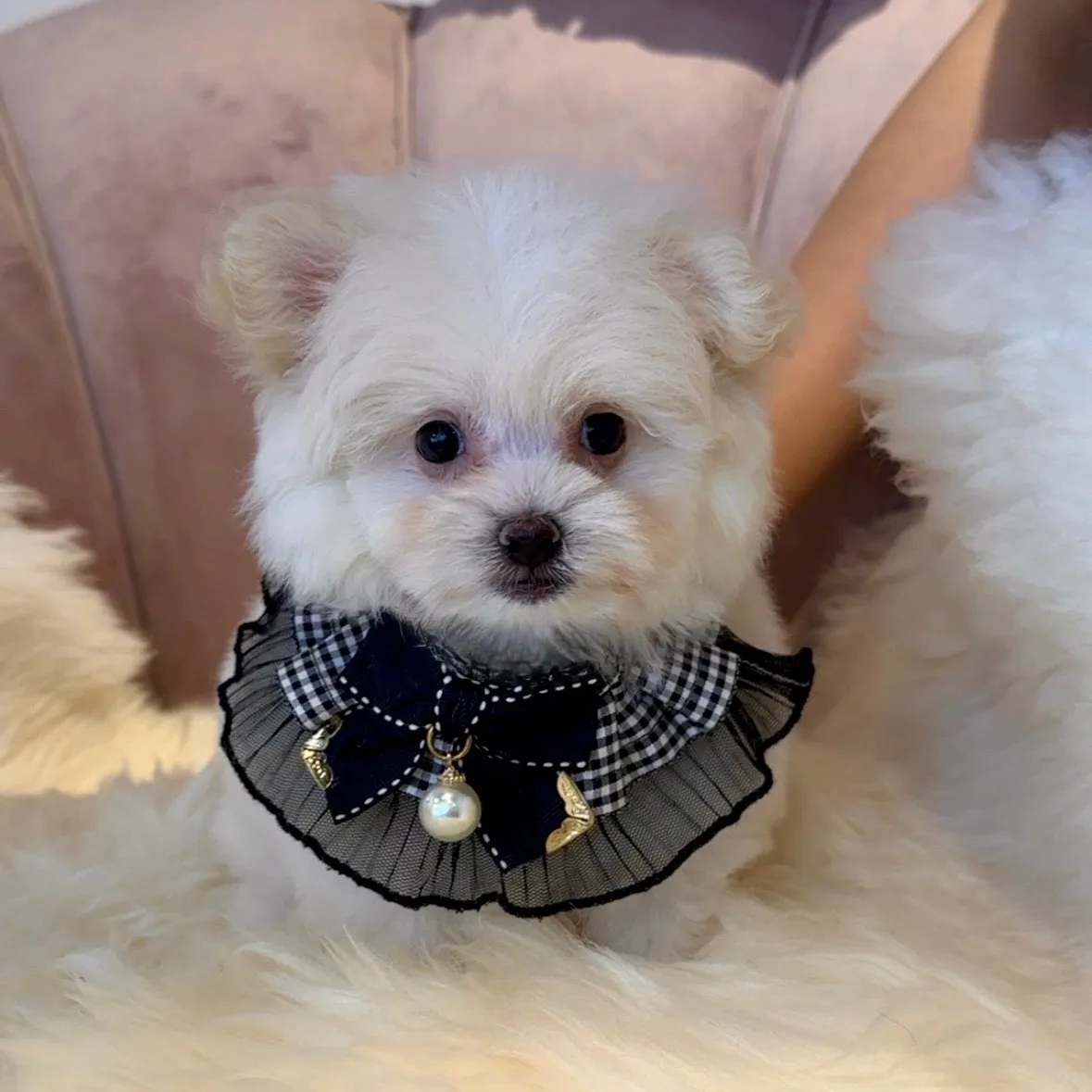 ポメラニアン×トイプードル