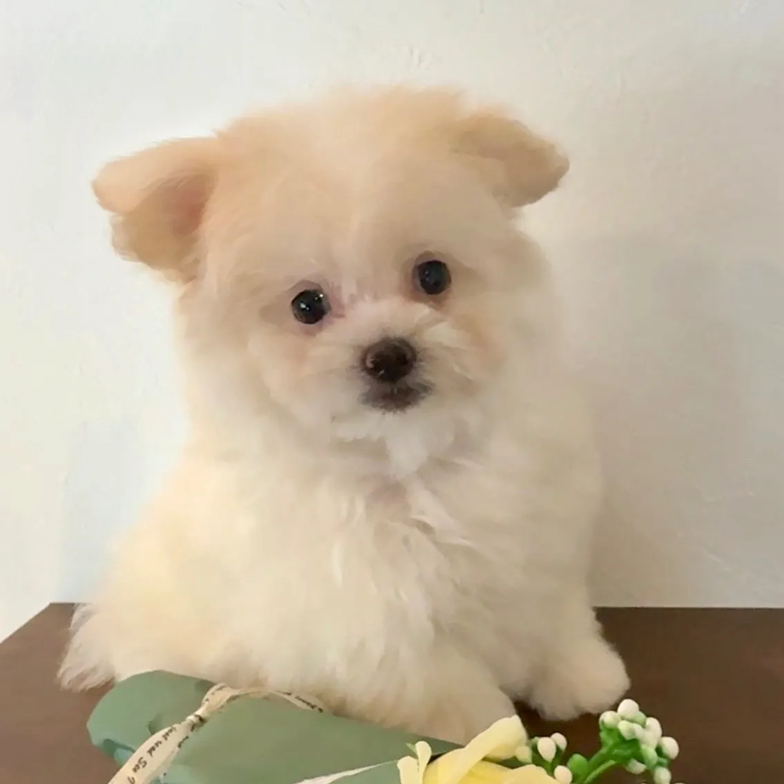 ポメラニアン×トイプードル