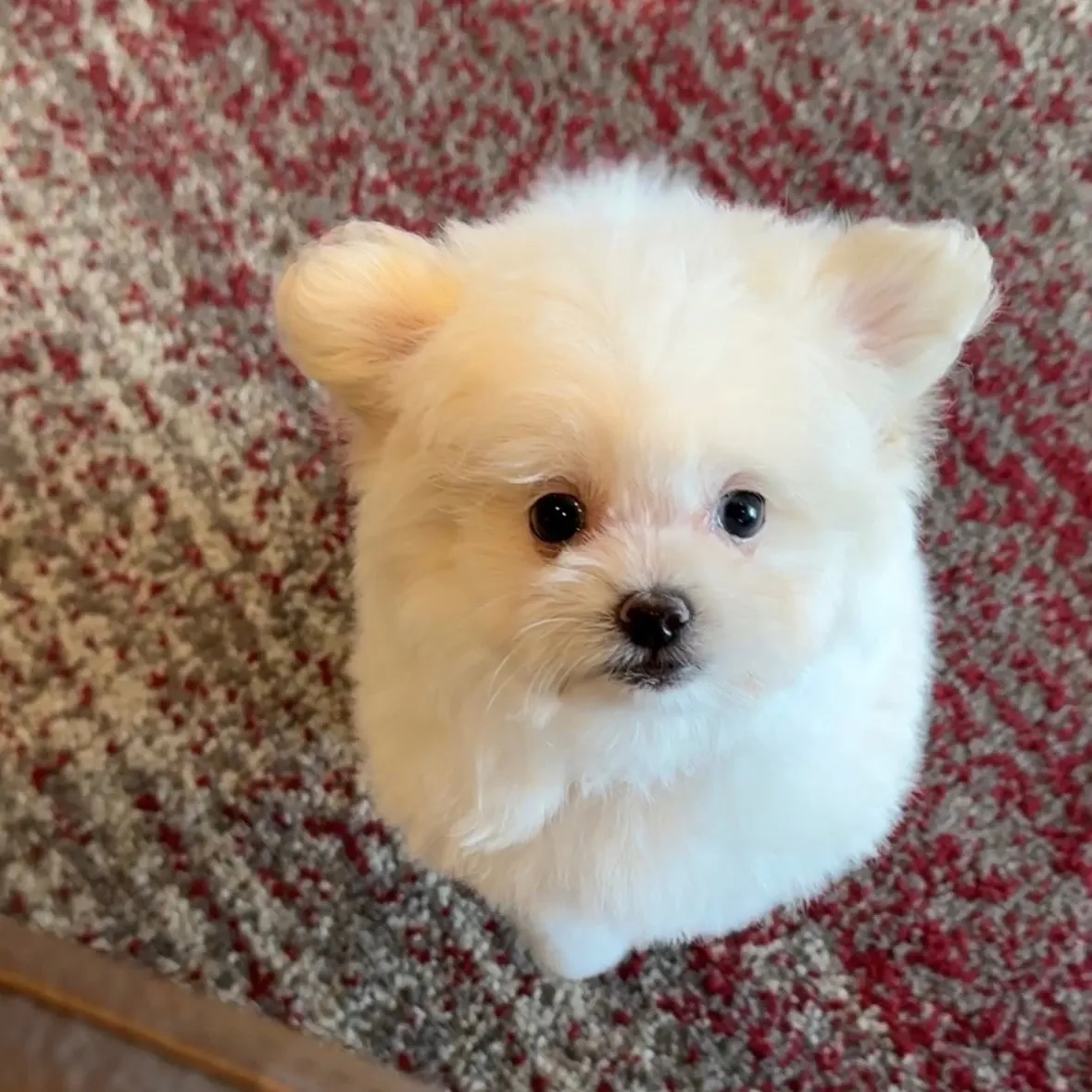 ポメラニアン×トイプードル