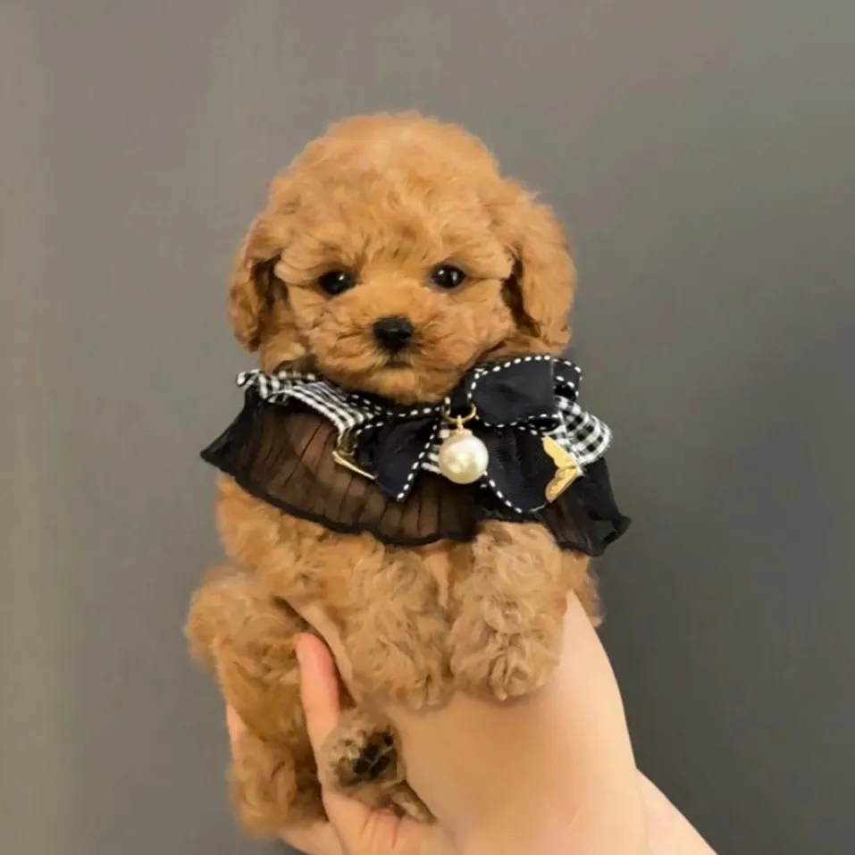 トイプードル（タイニーサイズ）