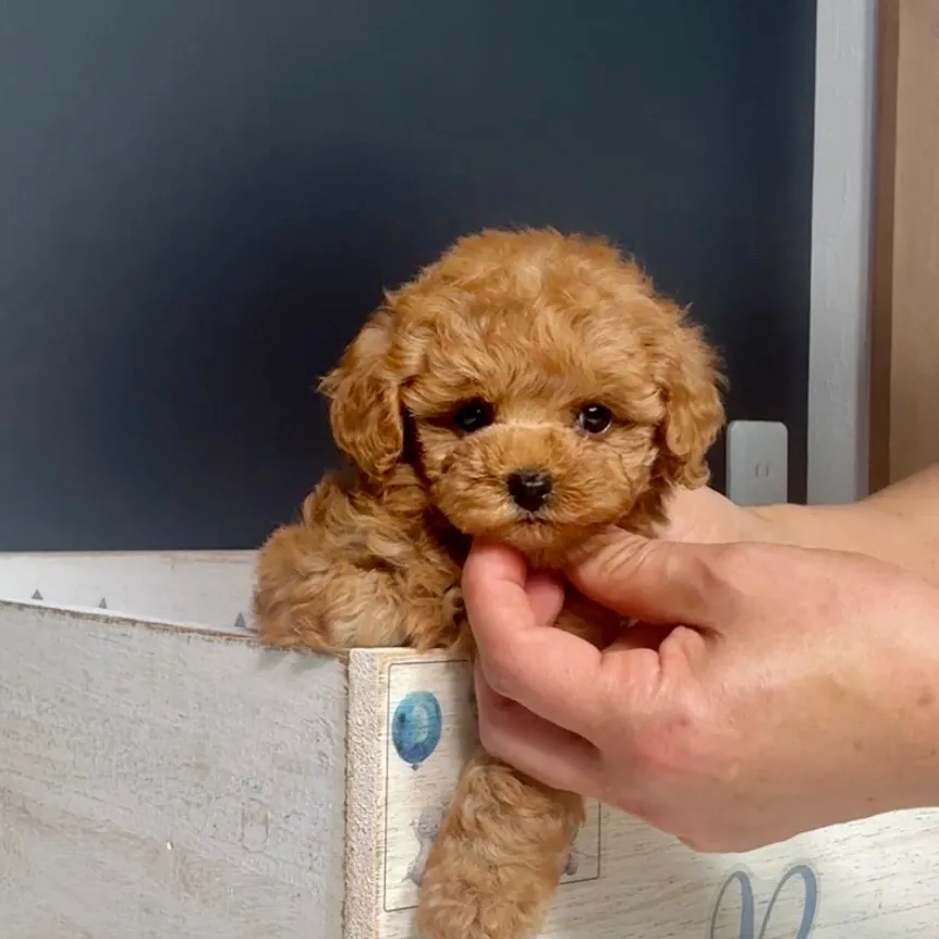 トイプードル（タイニーサイズ）