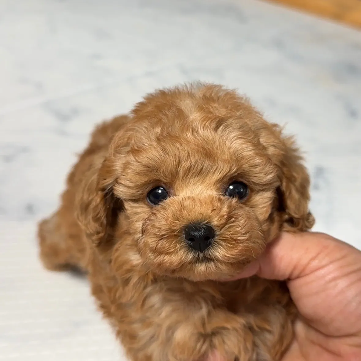 トイプードル（タイニーサイズ）