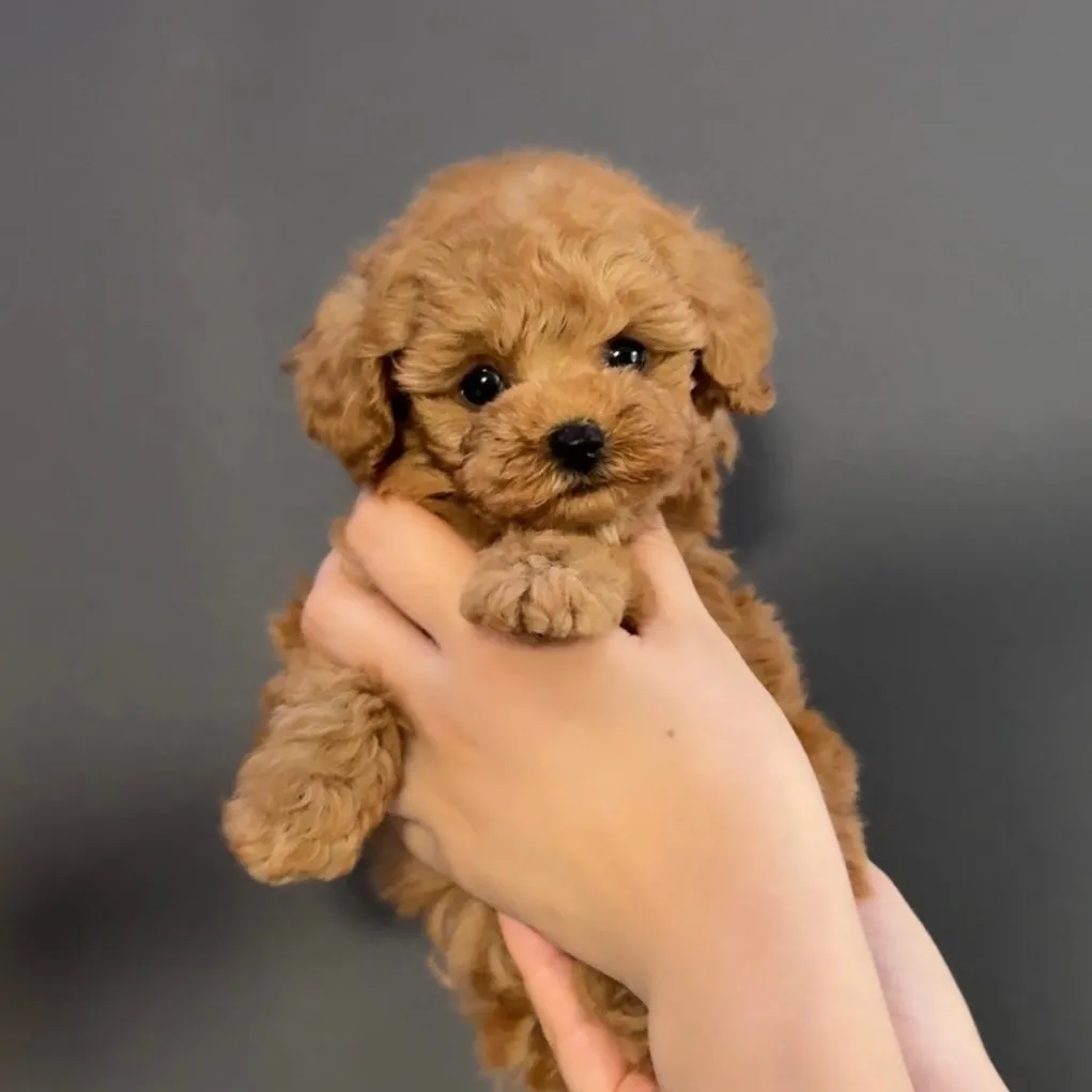 トイプードル（タイニーサイズ）