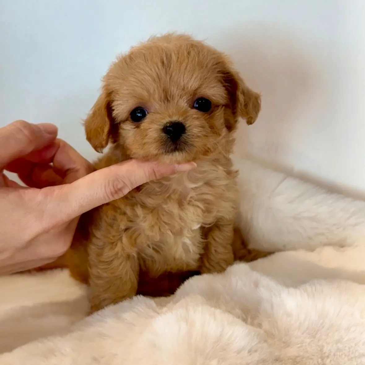 トイプードル×チワワ