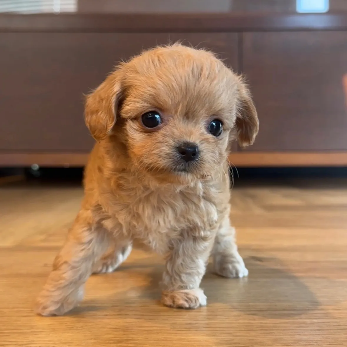 トイプードル×チワワ