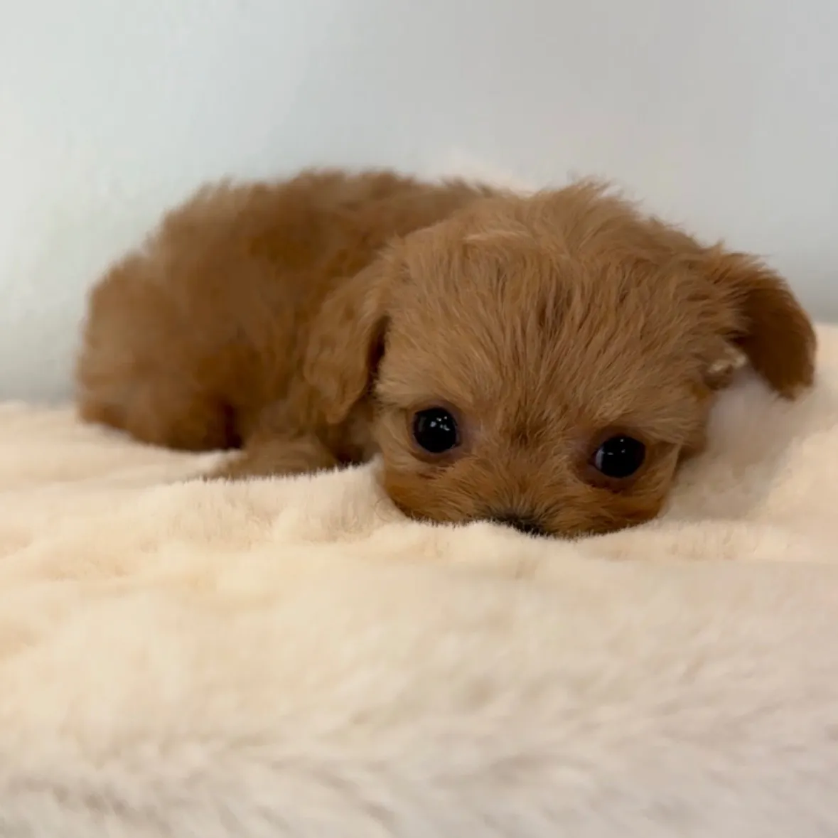 トイプードル×チワワ