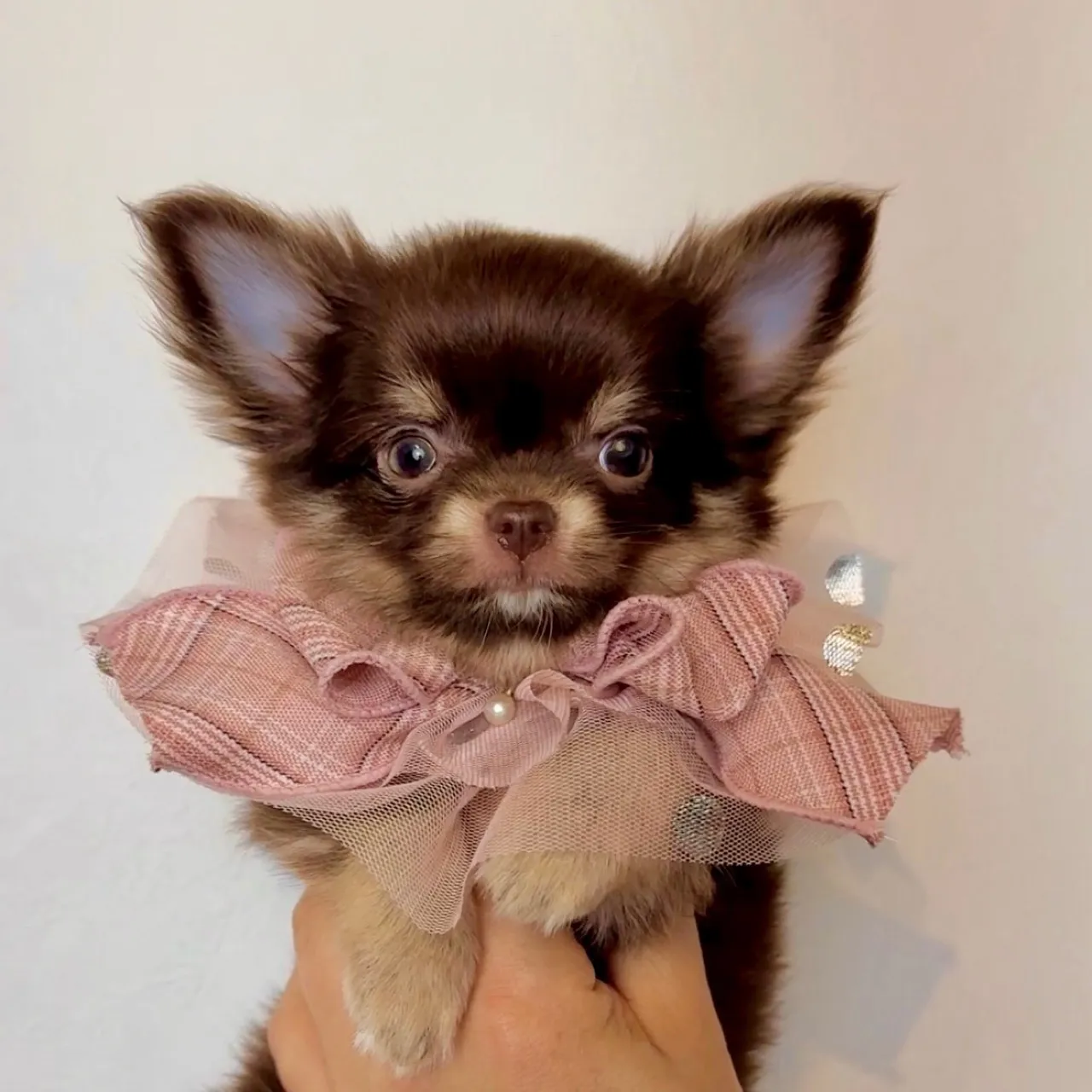 ロングコートチワワ