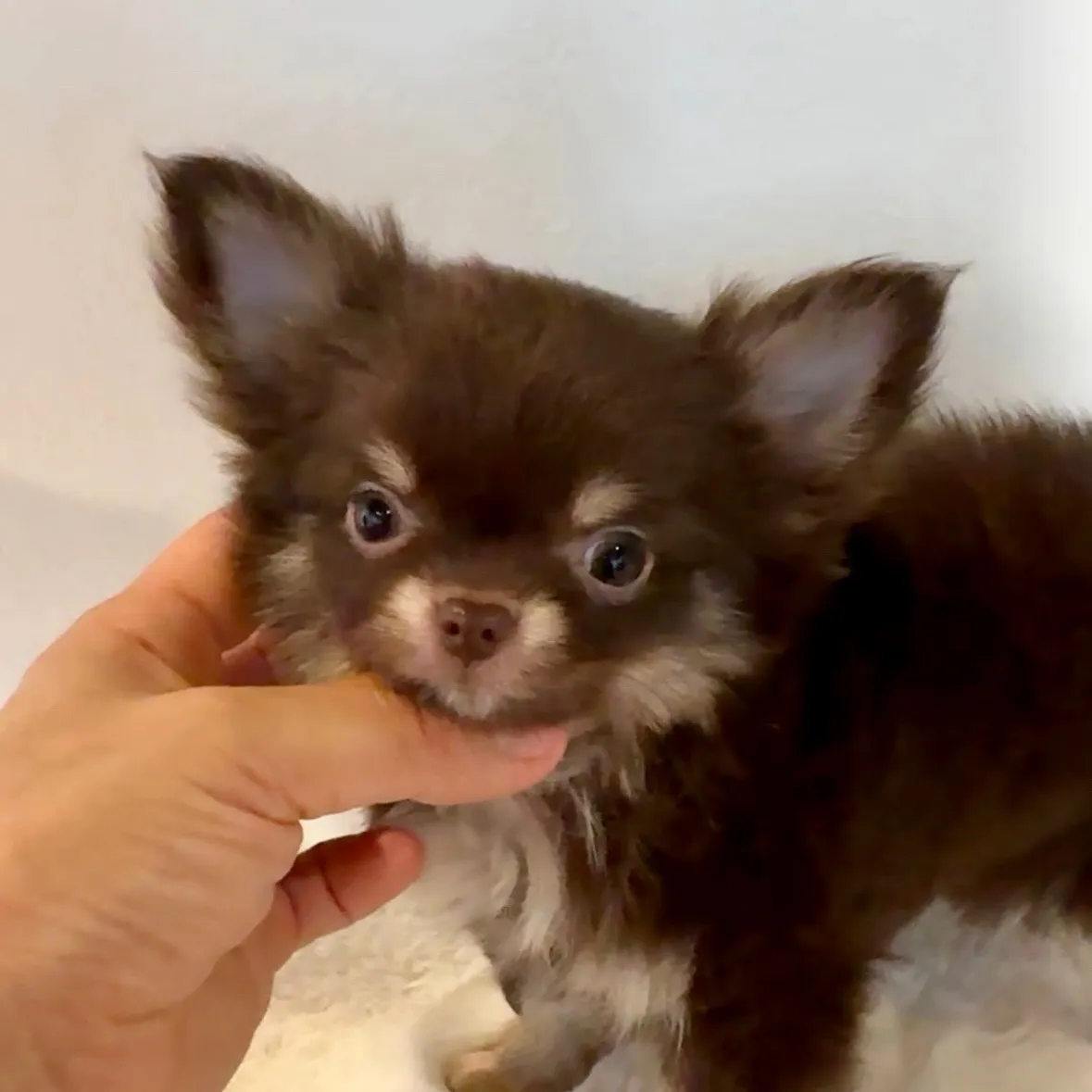 ロングコートチワワ