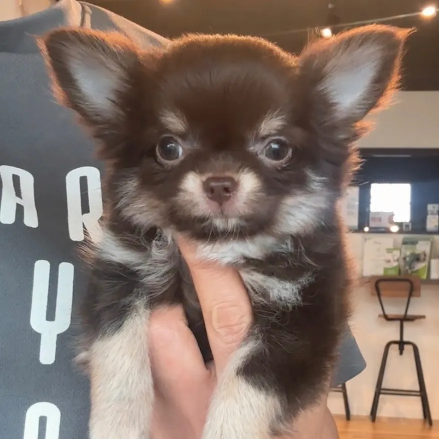 ロングコートチワワ