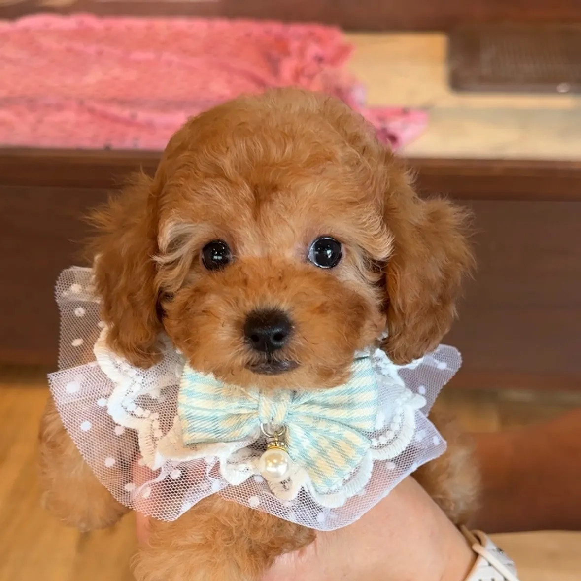 トイプードル（トイサイズ）