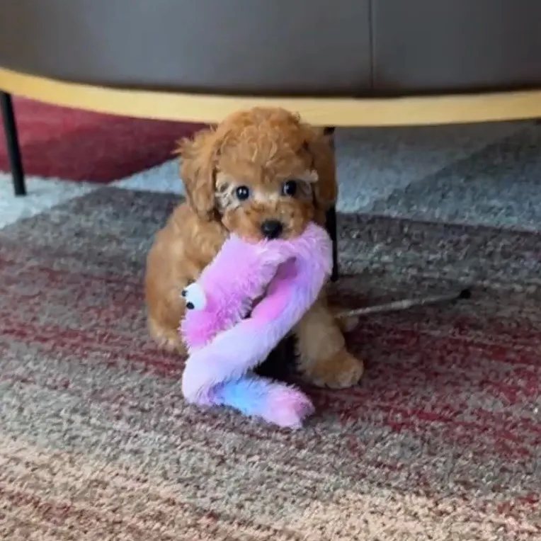 トイプードル（トイサイズ）