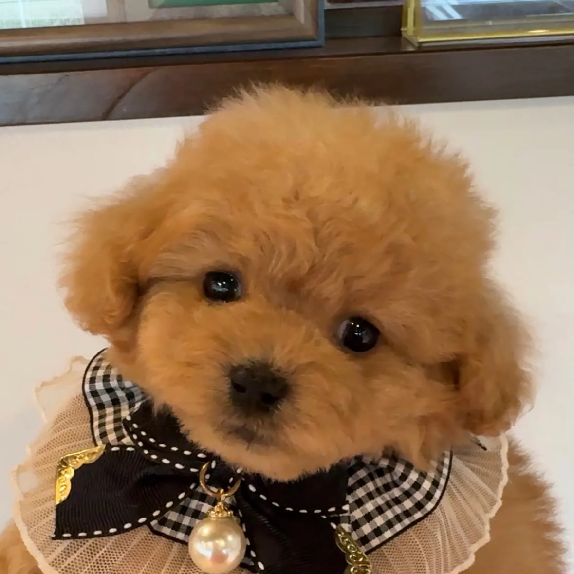 トイプードル　(ティーカップサイズ)