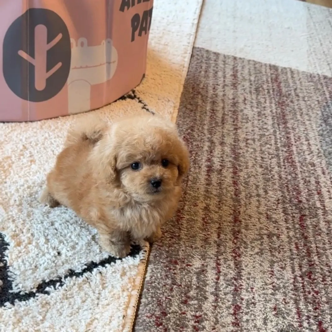 トイプードル　(ティーカップサイズ)