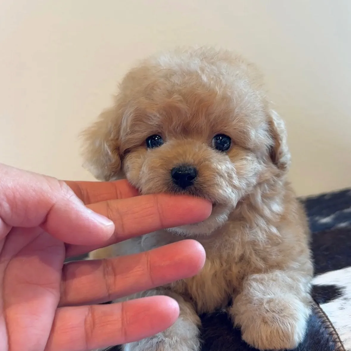 トイプードル　(ティーカップサイズ)