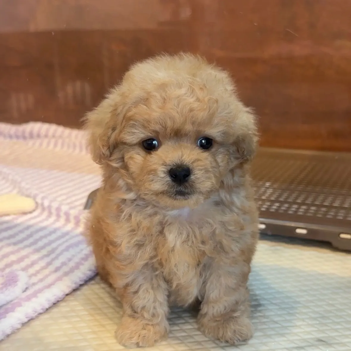 トイプードル　(ティーカップサイズ)