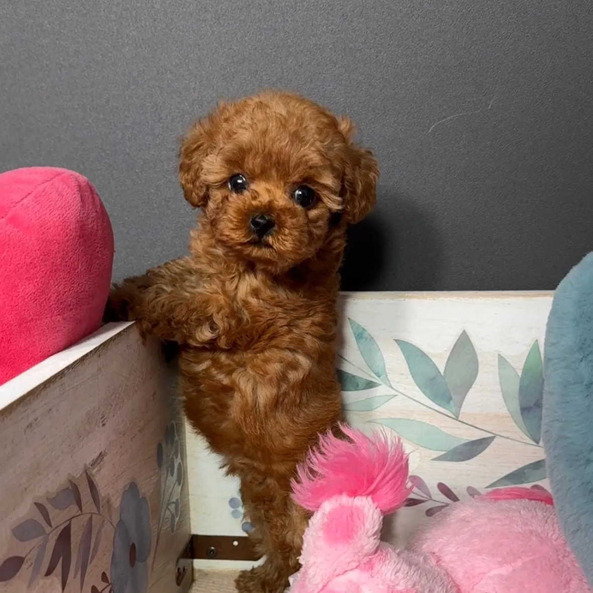 トイプードル（トイサイズ）