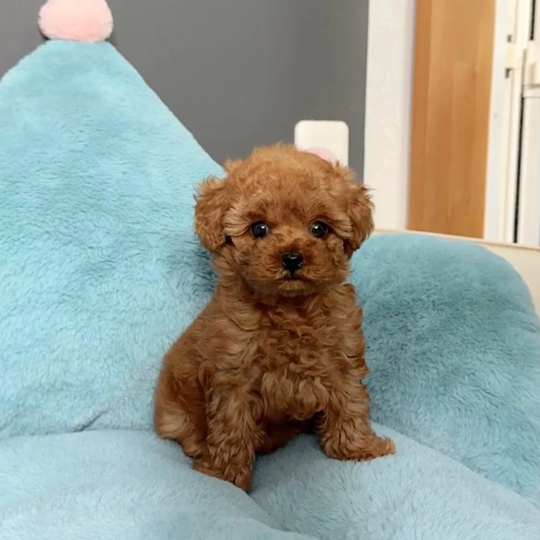 トイプードル（トイサイズ）