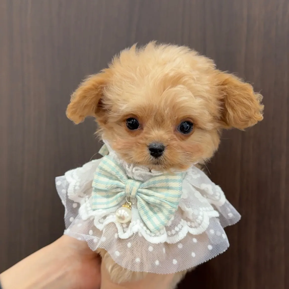 トイプードル×チワワ