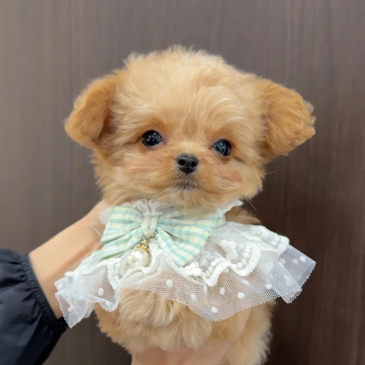 トイプードル×チワワ