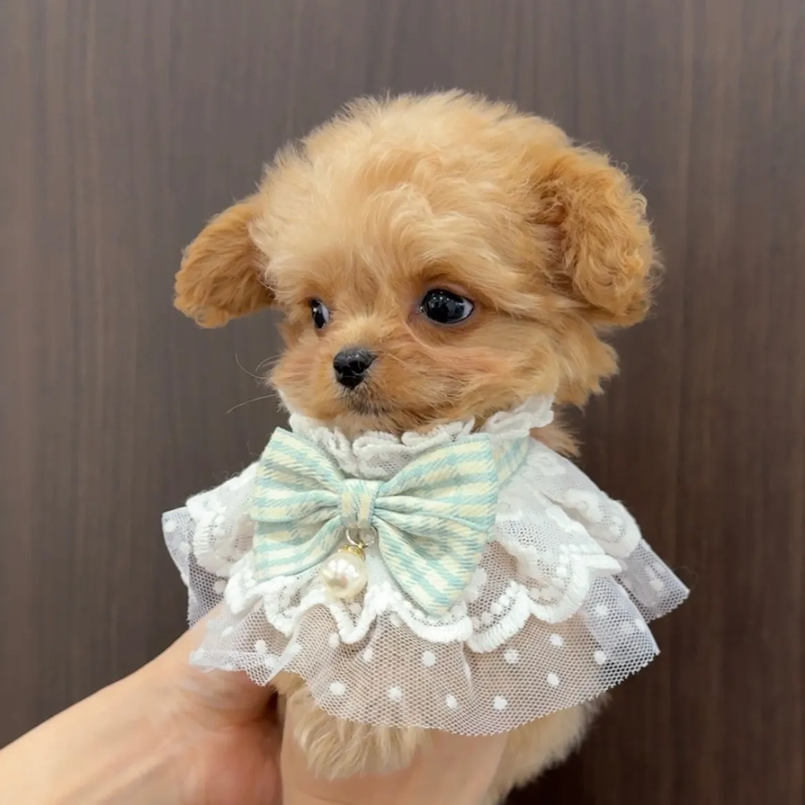 トイプードル×チワワ