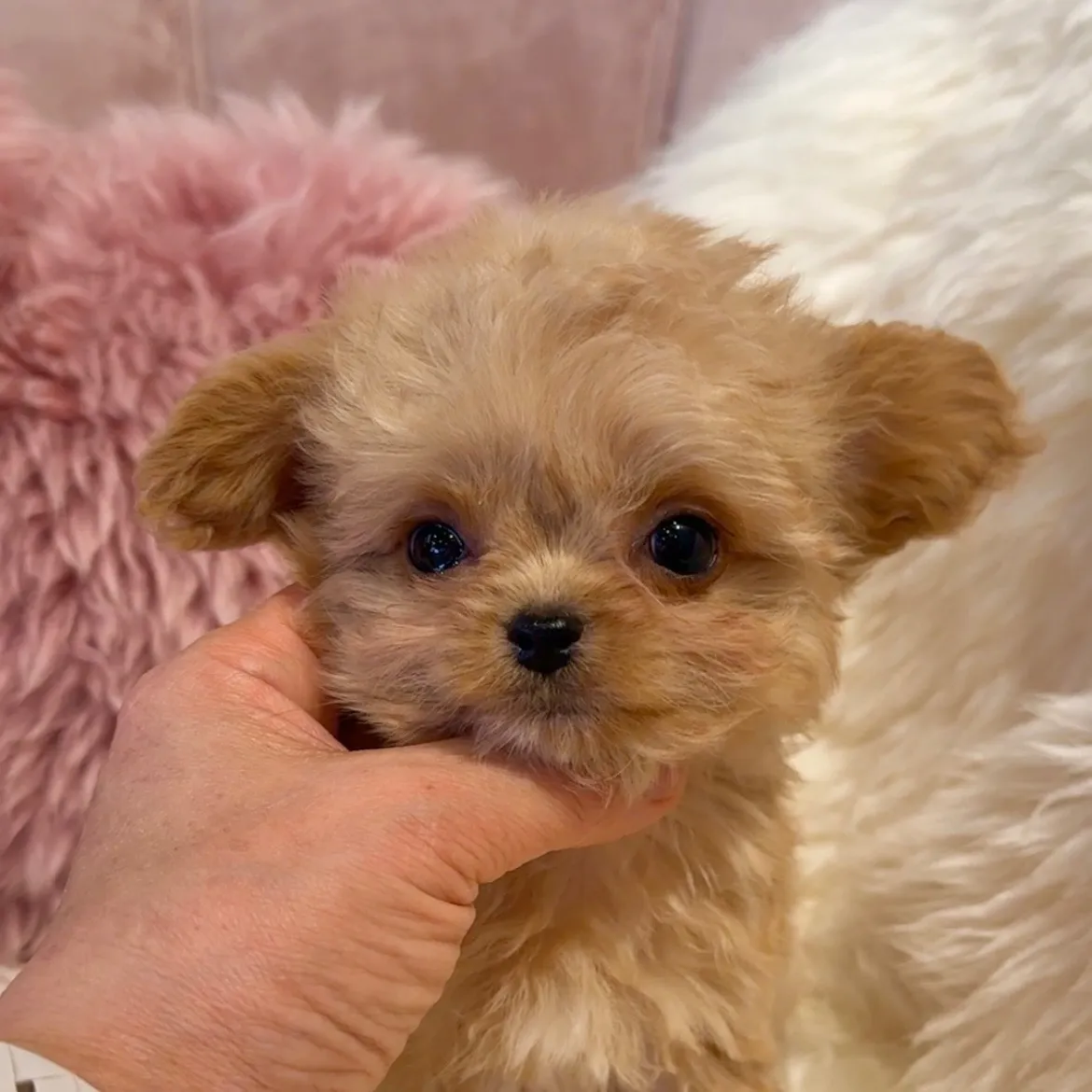 トイプードル×チワワ