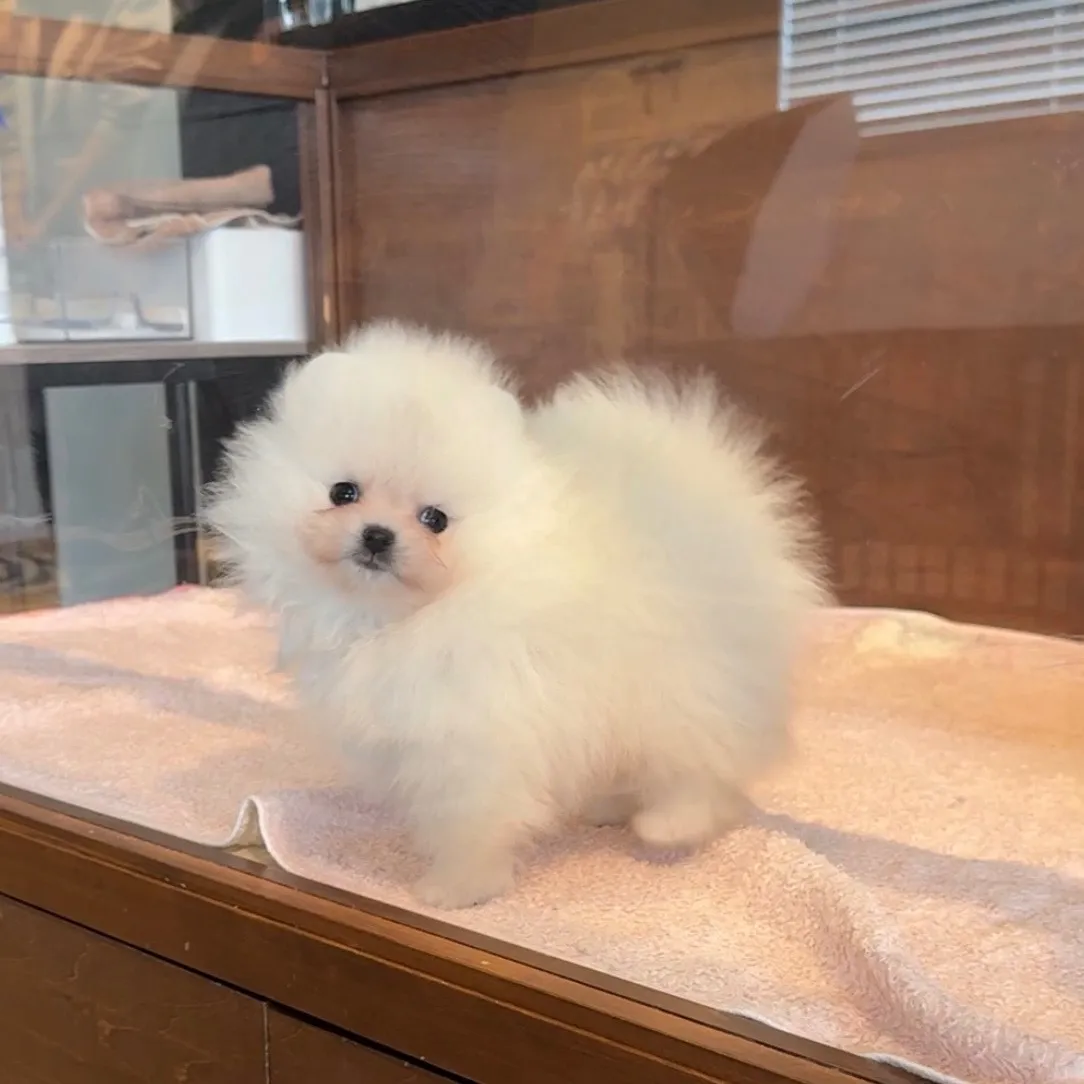 ポメラニアン