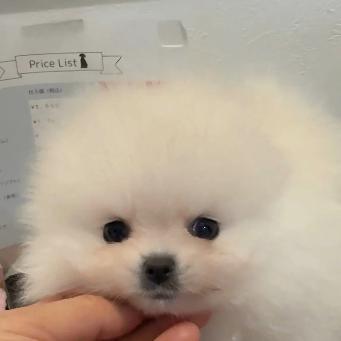 ポメラニアン
