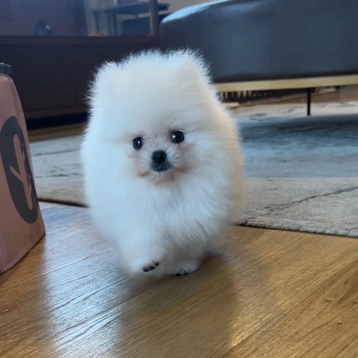 ポメラニアン