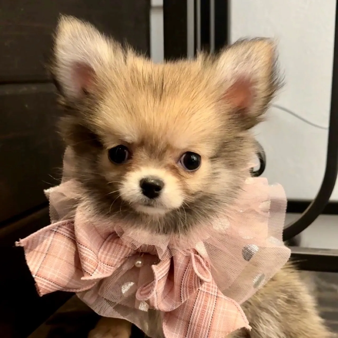 ポメラニアン×チワワ